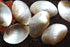 pale gold mussel shells 10 pack